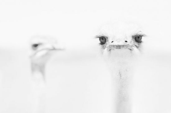 PHOTOWALL / Ostrich Black and White (e320711)