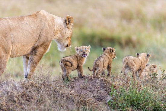 PHOTOWALL / Lion and Cubs (e320721)