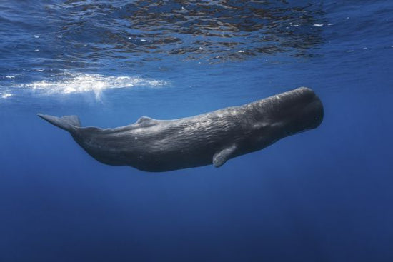 PHOTOWALL / Sperm Whale (e320724)