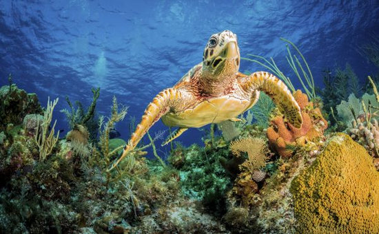 PHOTOWALL / Hawksbill Turtle Swimming (e320727)