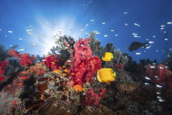 PHOTOWALL / Fish and Coral Reefs (e320751)