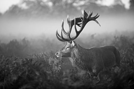 PHOTOWALL / Antler (e320752)