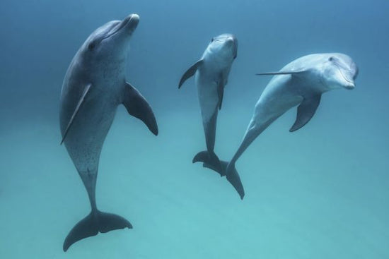 PHOTOWALL / Bottlenose Dolphin (e320754)