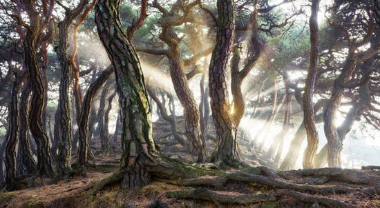 PHOTOWALL / Sunlight in the Woods (e320758)