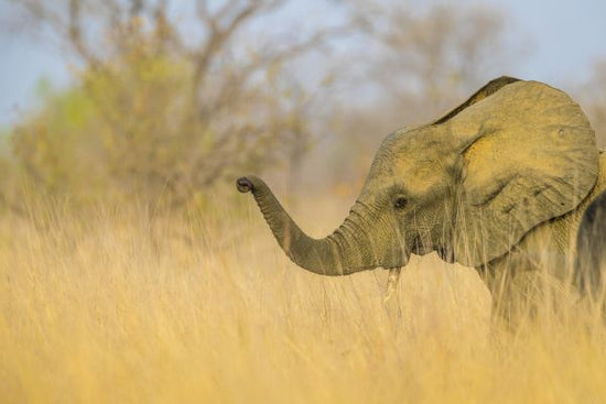 PHOTOWALL / Trunk Trouble (e321680)