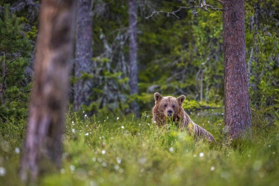 PHOTOWALL / Bear Forest II (e321718)