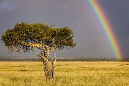 PHOTOWALL / Rainbow Lioness (e321727)