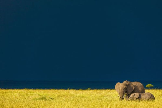 PHOTOWALL / Elephant Storm (e321739)