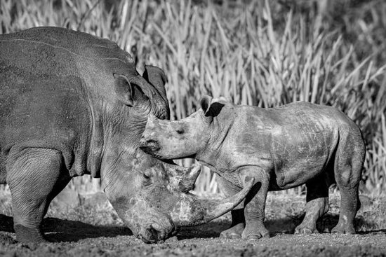 PHOTOWALL / Vulnerable - Monochrome (e321757)