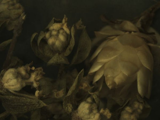 PHOTOWALL / Allegorical (e321562)