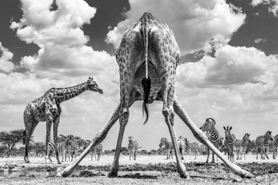 PHOTOWALL / Spread'em - Monochrome (e321817)