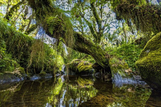 PHOTOWALL / Wetland (e321834)