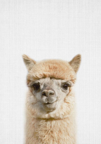 PHOTOWALL / Alpaca (e322751)