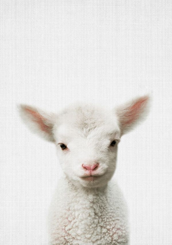 PHOTOWALL / Lamb (e322757) | 輸入壁紙専門店 WALPA – WALPA.jp