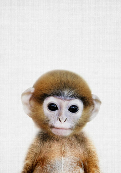 PHOTOWALL / Baby Monkey (e322758)