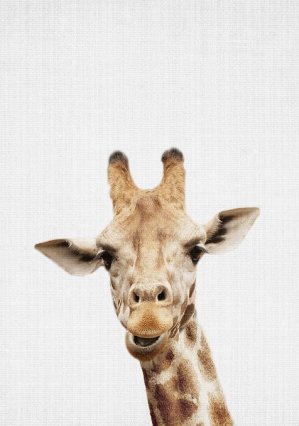 PHOTOWALL / Giraffe (e322762)