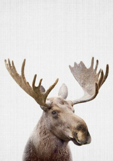 PHOTOWALL / Moose (e322765)