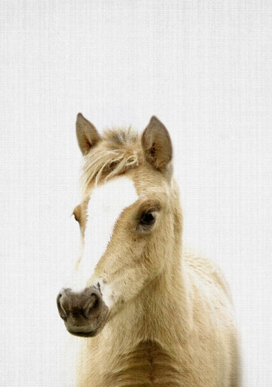 PHOTOWALL / Foal (e322767)
