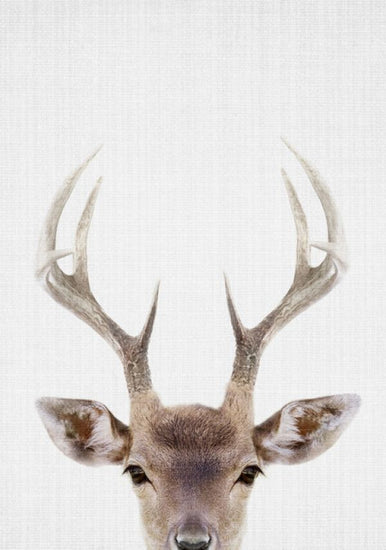 PHOTOWALL / Deer (e322774)