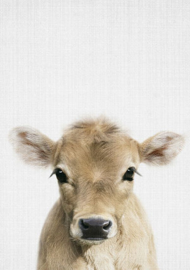 PHOTOWALL / Calf (e322779)