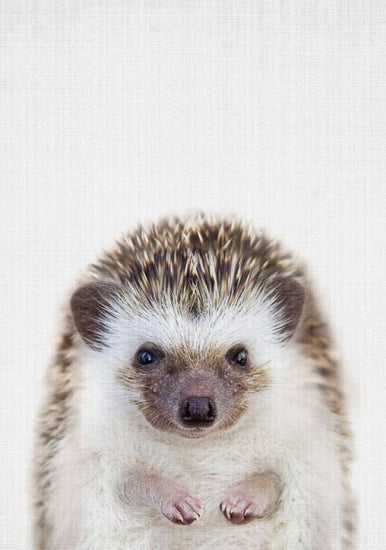 PHOTOWALL / Hedgehog (e322784)