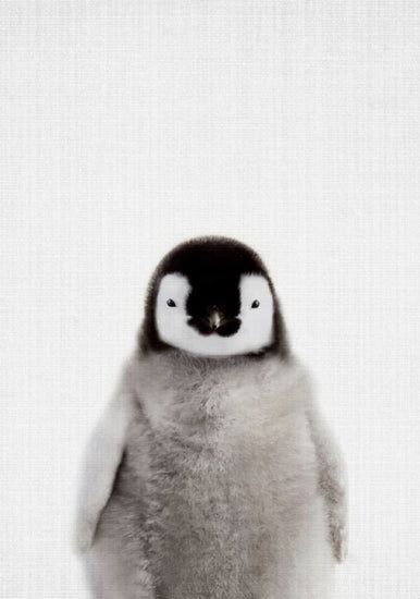 PHOTOWALL / Baby Penguin (e322787)