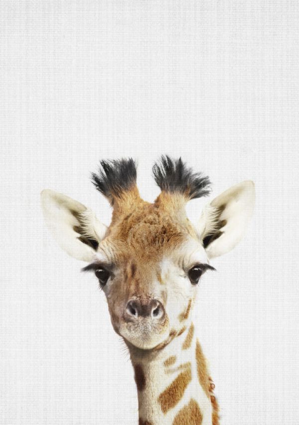 PHOTOWALL / Giraffe (e322788) | 輸入壁紙専門店 WALPA – WALPA.jp