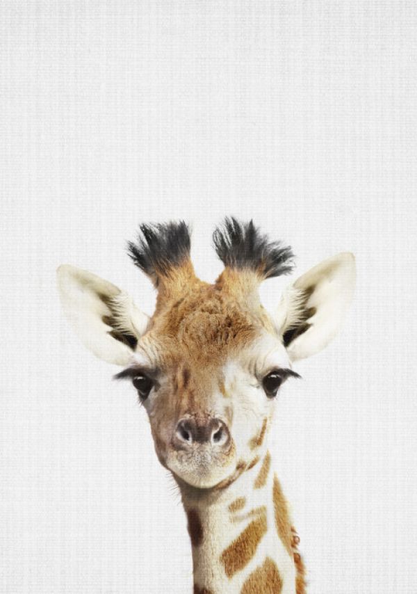 PHOTOWALL / Giraffe (e322788)