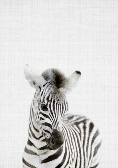 PHOTOWALL / Baby Zebra (e322790)