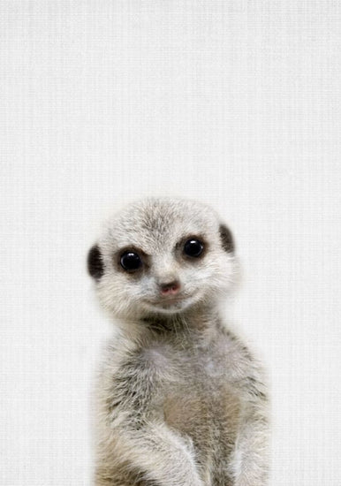 PHOTOWALL / Baby Meerkat (e322793)
