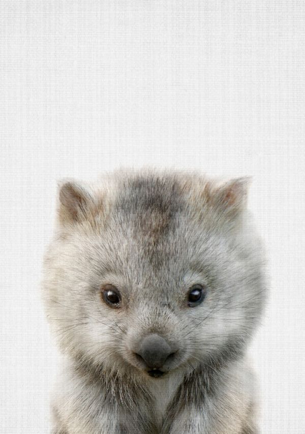 PHOTOWALL / Baby Wombat (e322794) | 輸入壁紙専門店 WALPA