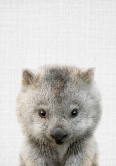 PHOTOWALL / Baby Wombat (e322794)