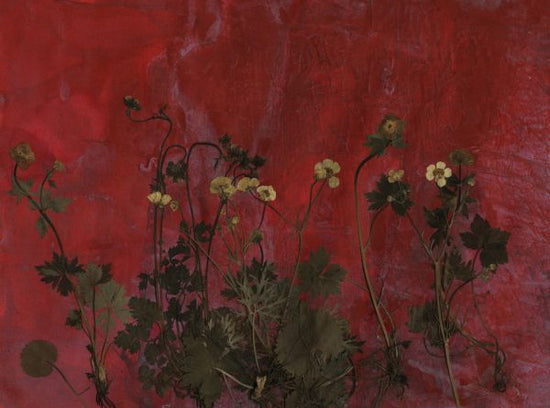PHOTOWALL / Meadow (e323111)