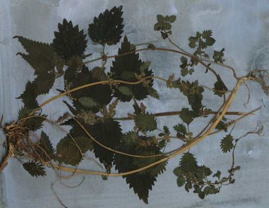 PHOTOWALL / Nettles (e323113)