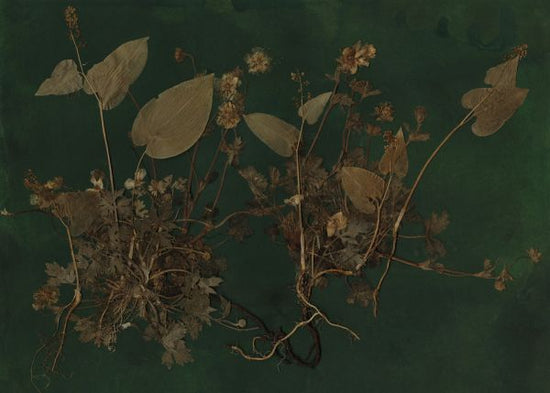 PHOTOWALL / Plantasia (e323118)