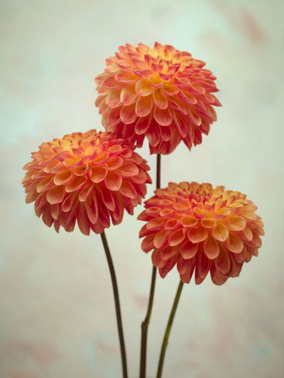 PHOTOWALL / Red - Dahlias (e321085)