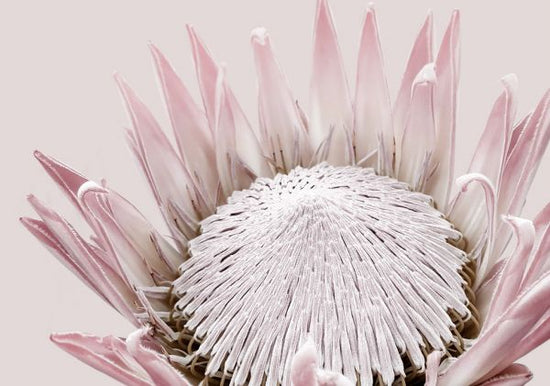 PHOTOWALL / King Protea (e322866)