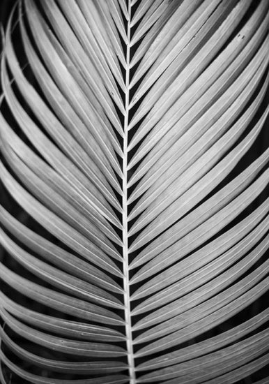 PHOTOWALL / Palm Tree Leaf (e322868)