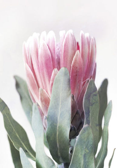PHOTOWALL / Protea II (e322871)