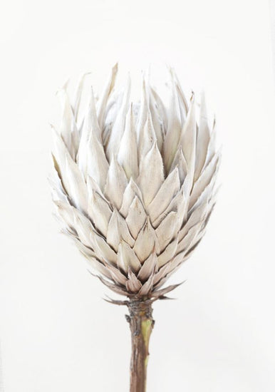 PHOTOWALL / Protea III (e322872)