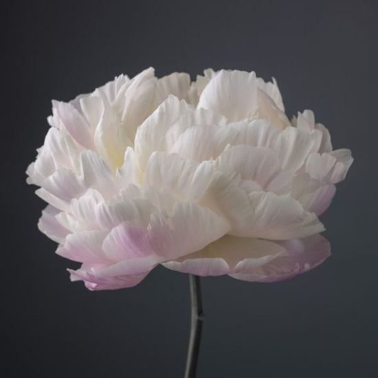 PHOTOWALL / Peonies (e321106)