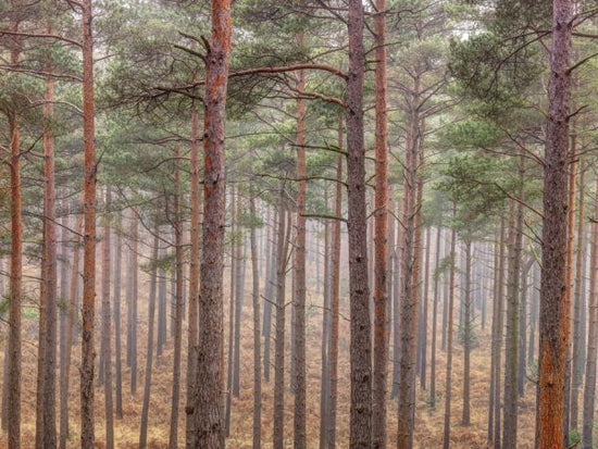 PHOTOWALL / Forest (e321109)