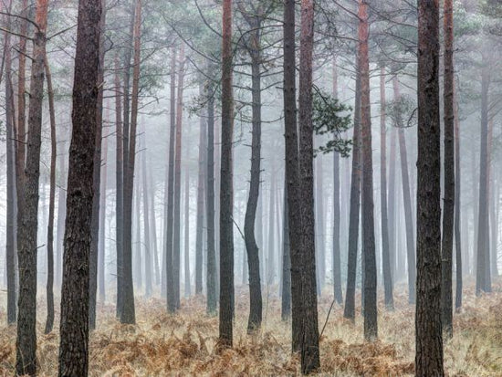 PHOTOWALL / Into the Pine Forest (e321111)