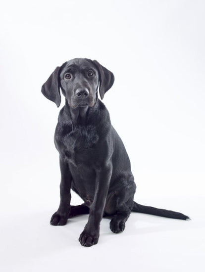 PHOTOWALL / Black Labrador (e321121)