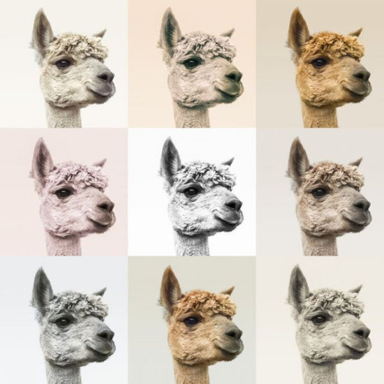 PHOTOWALL / Alpacas and Alcapas (e321123)