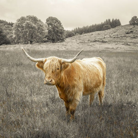 PHOTOWALL / Noble Highland Cow (e321134)