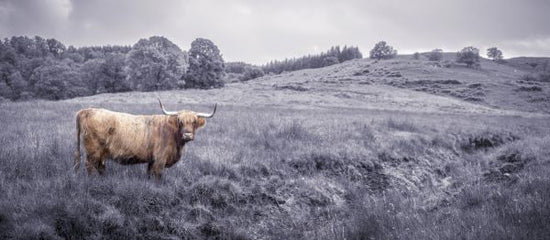 PHOTOWALL / Staring highland Cow (e321135)