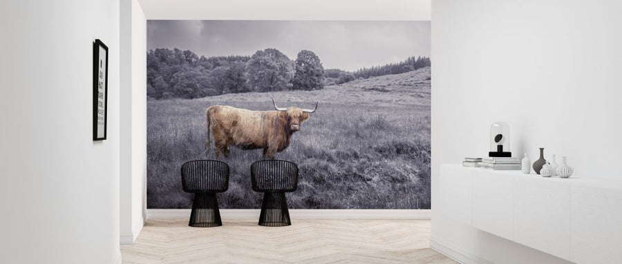 PHOTOWALL / Staring highland Cow (e321135)