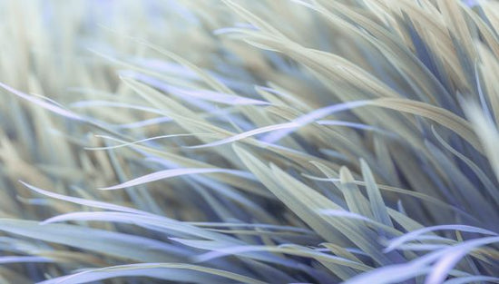 PHOTOWALL / Grass (e321141)