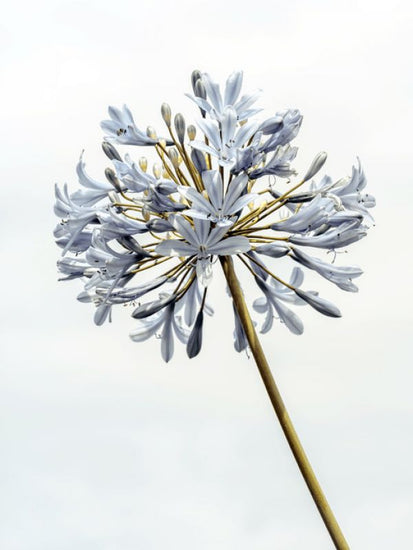 PHOTOWALL / African Lily (e321142)